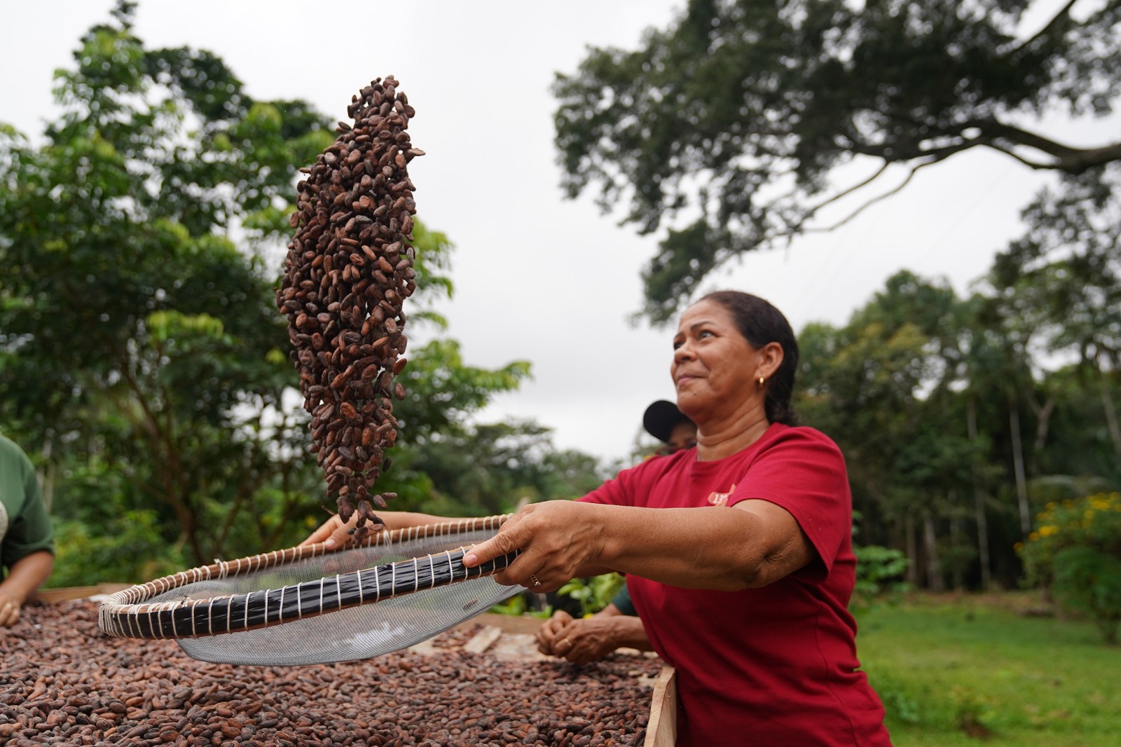 Páscoa amazônica: Mulheres produzem chocolate a partir da produção orgânica do cacau