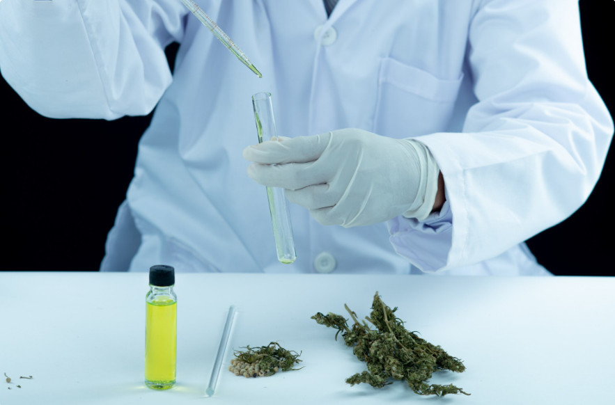 Novas regras reforçam controle sobre cannabis medicinal no Brasil