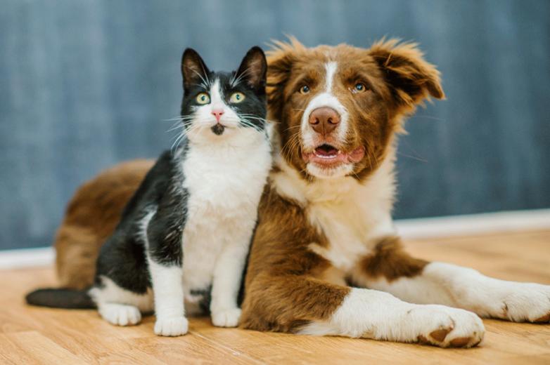 Nova lei proíbe cães e gatos de viverem presos por correntes em SP