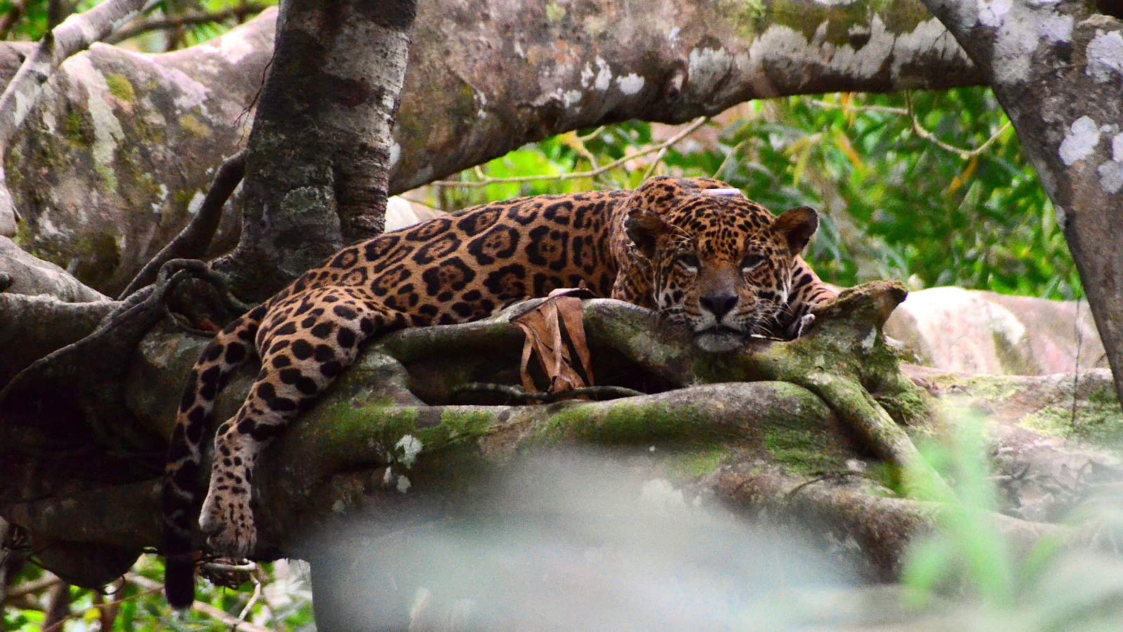 Alta densidade de onças nas florestas inundáveis da Amazônia pode mascarar mudanças críticas na população