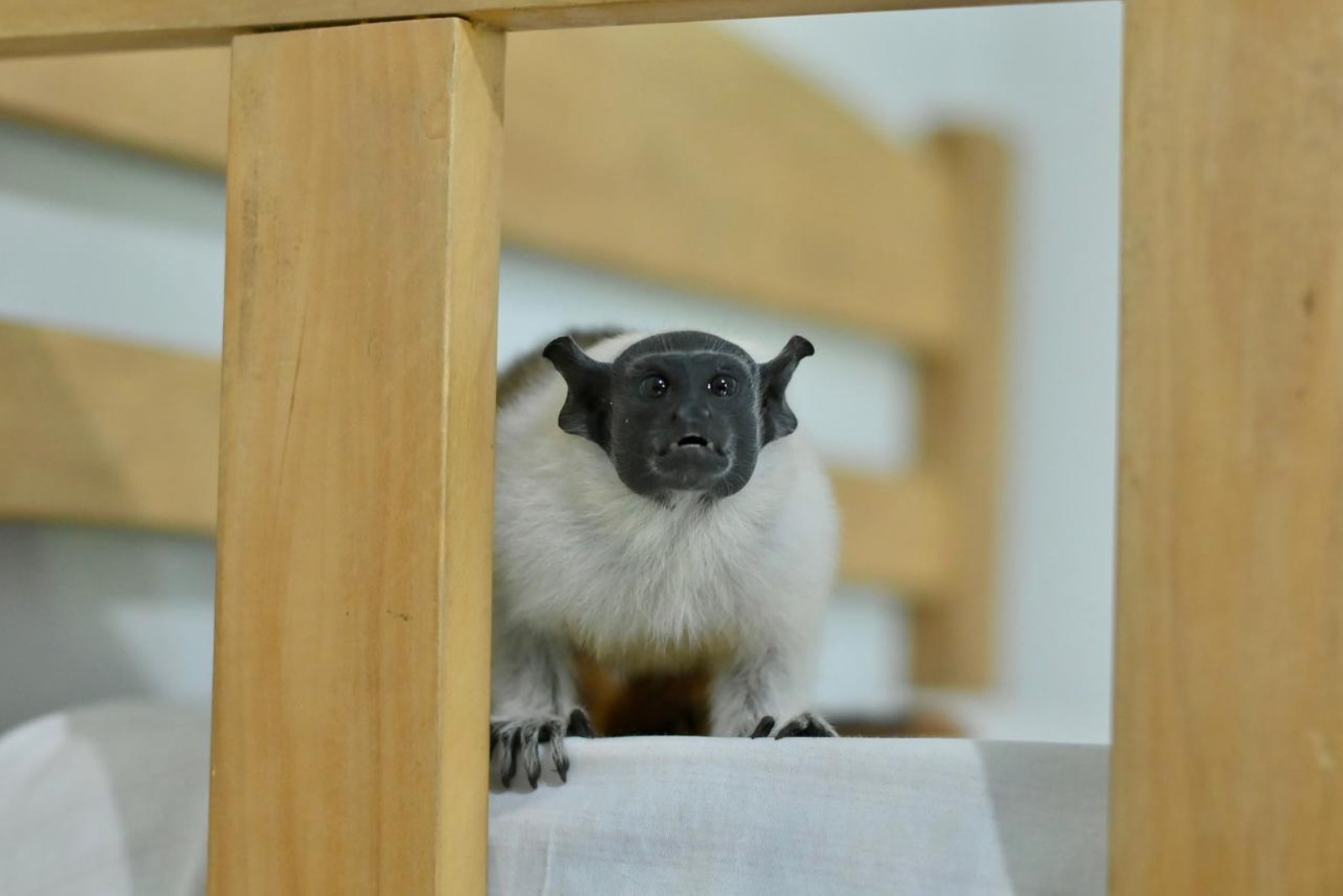 Símbolo de Manaus, sauim-de-coleira é resgatado pelo Ipaam no bairro Nova Cidade