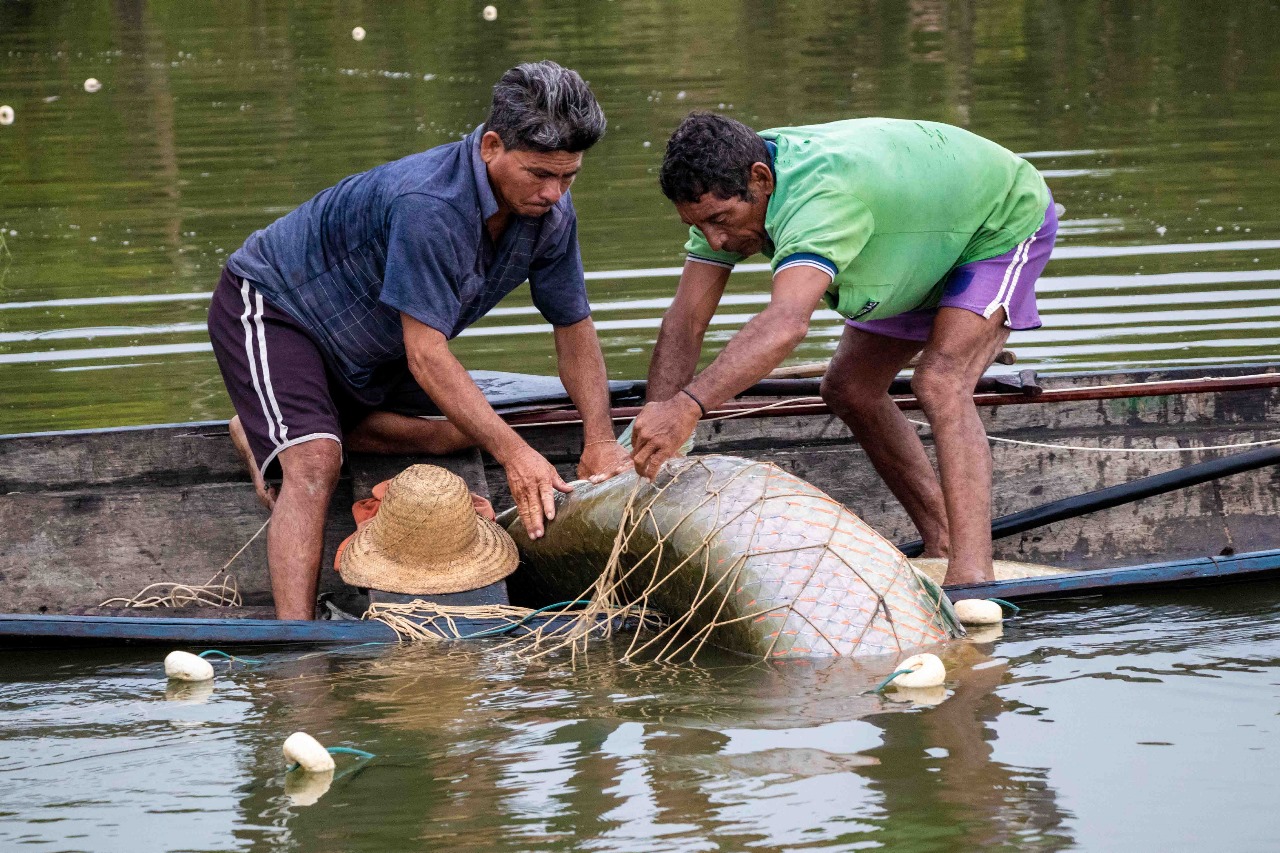 Gosto da Amazônia estreia com estande próprio na FIGA 2025 e reforça protagonismo do pirarucu de manejo sustentável