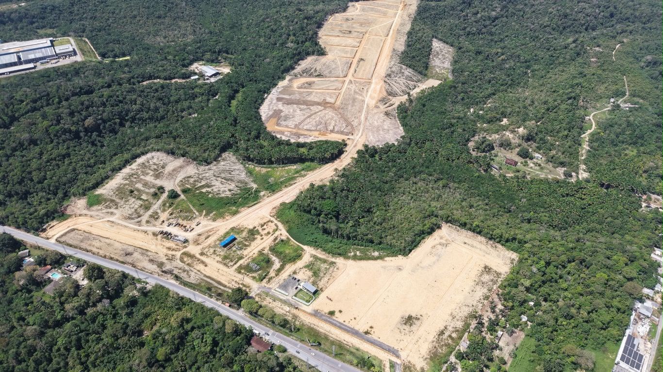 Árvores ajudam a enfrentar as altas temperaturas do Verão Amazônico