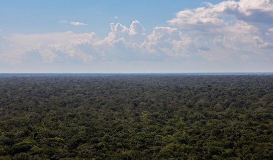 Mulher é condenada por desmatamento no Amazonas e tem R$ 10 milhões bloqueados