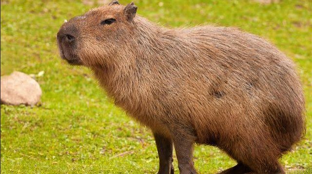 Justiça Federal determina que Agenor Tupinambá entregue capivara Filó ao Ibama em 30 dias