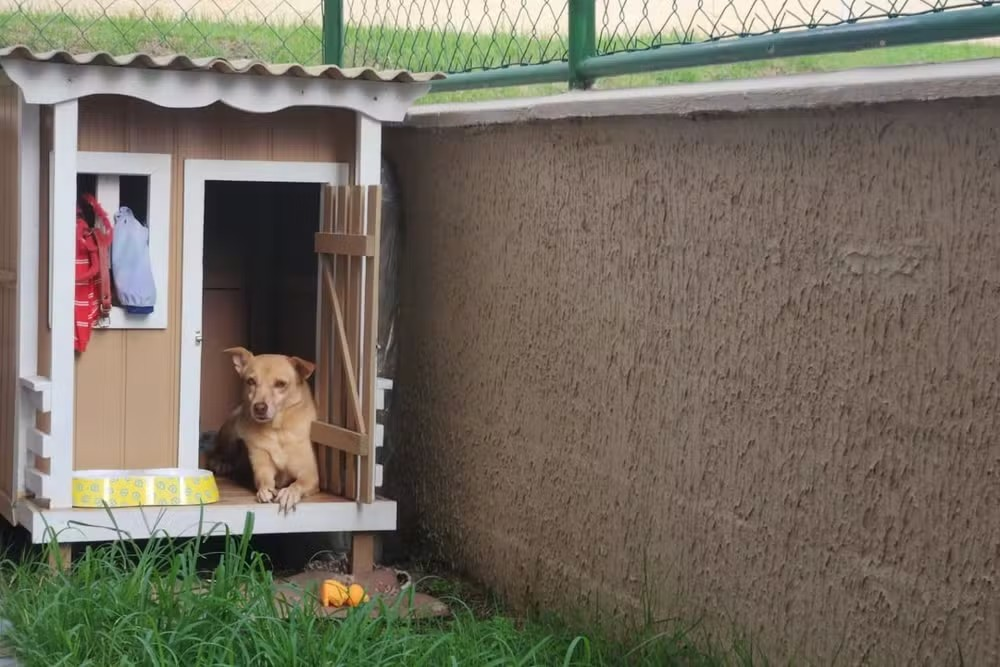 Cachorra ganha ventilador movido a energia solar na casinha para driblar calor de Manaus