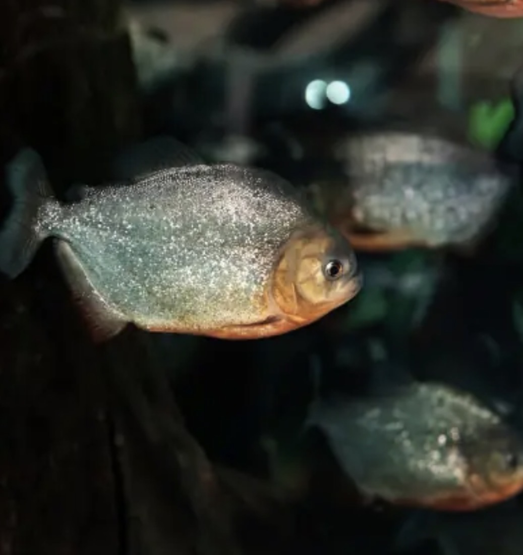 Homem morre afogado e corpo é devorado por piranhas
