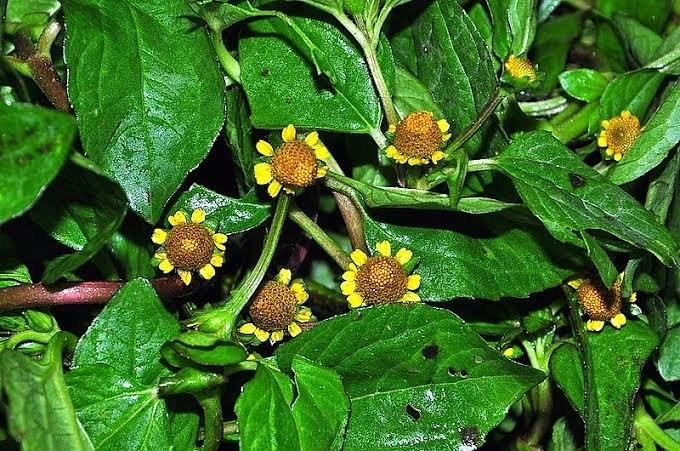 A molécula por trás do formigamento do jambu e o que ela já provou em laboratório