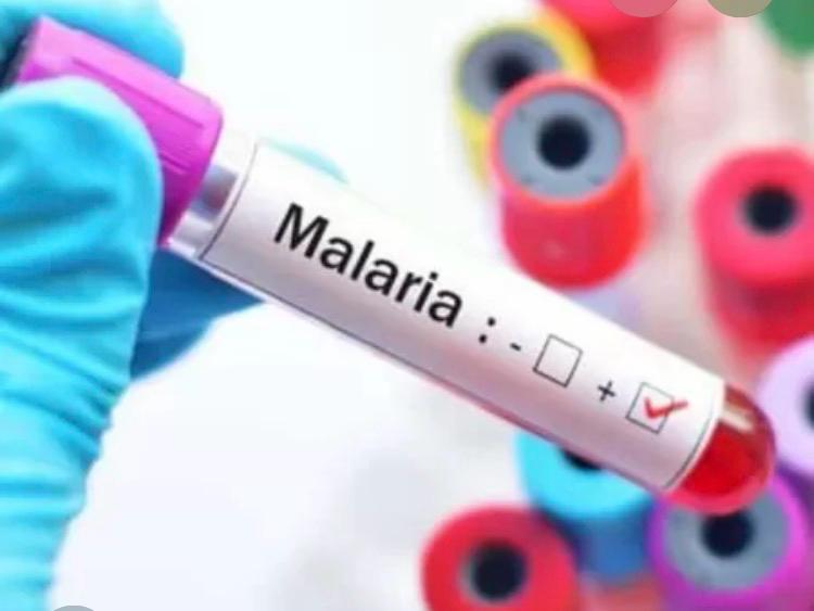 Malária: tafenoquina oferece tratamento em dose única para reduzir recaídas