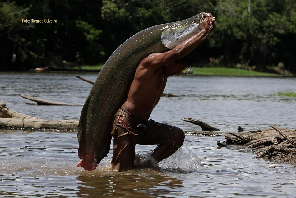 Fotografia na Amazônia: imagens preservam a vida e a biodiversidade das Reservas Mamirauá e Amanã, no Amazonas  