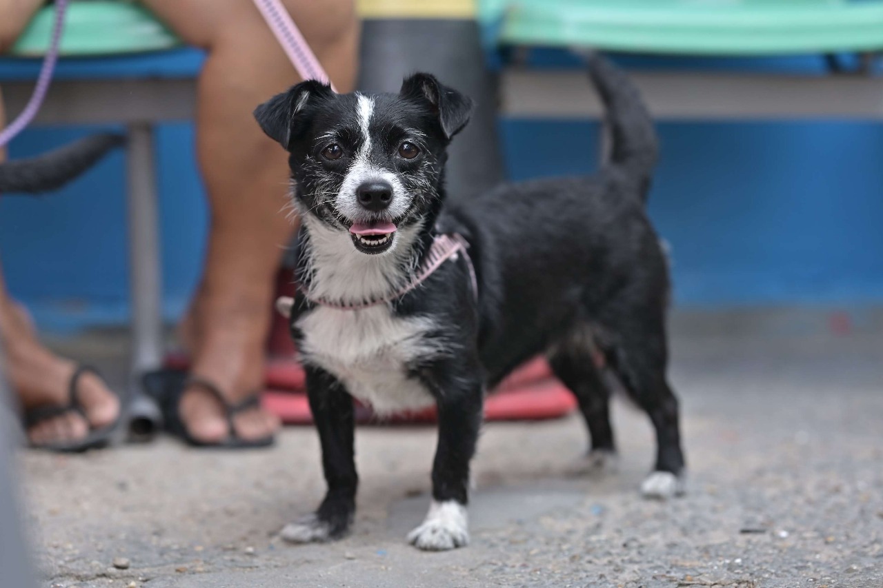 Agendamento para castração e vacinação de animais no Nova Cidade, em Manaus