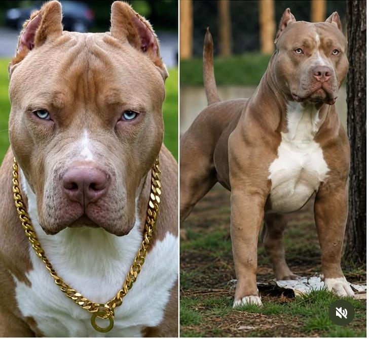 Projeto de lei propõe proibir venda e reprodução de pitbulls no Brasil