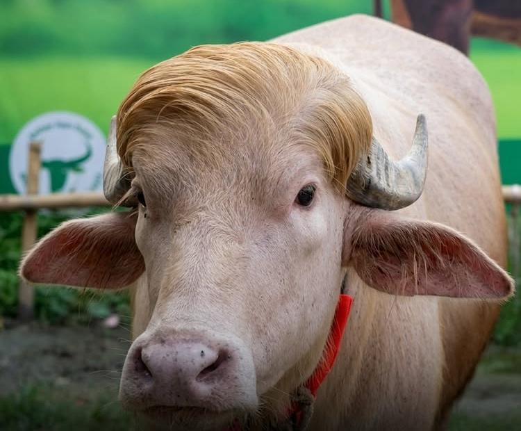 Resgate impede sacrifício de búfalo raro e mobiliza defensores dos animais